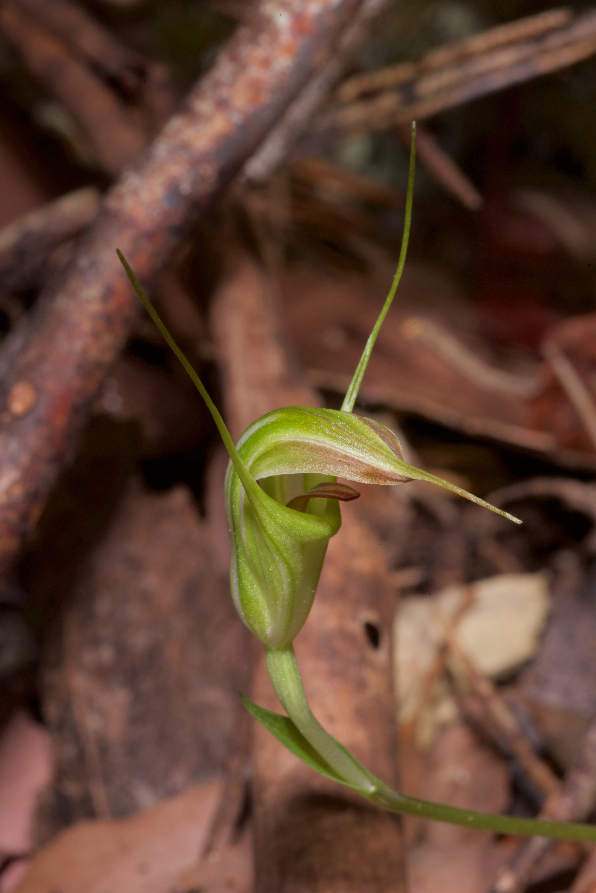  Pterostylis decurva 