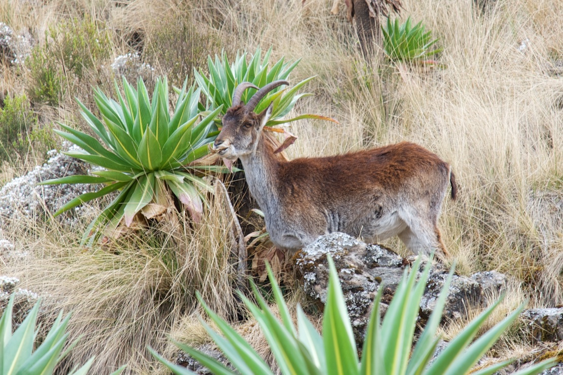  Walya ibex, Simien Mountains NP 