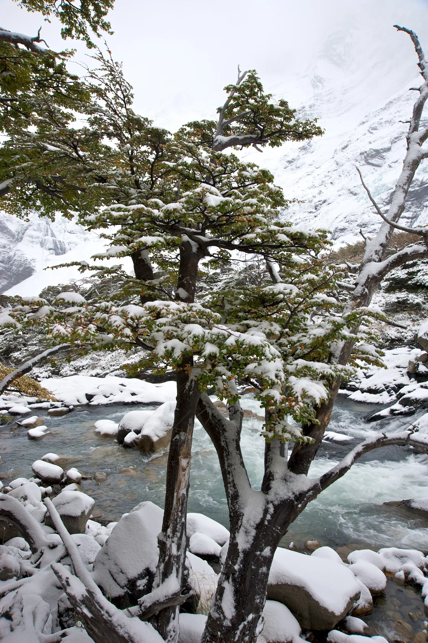 Trees in snow, Torres del Paine, Patagonia, Chile