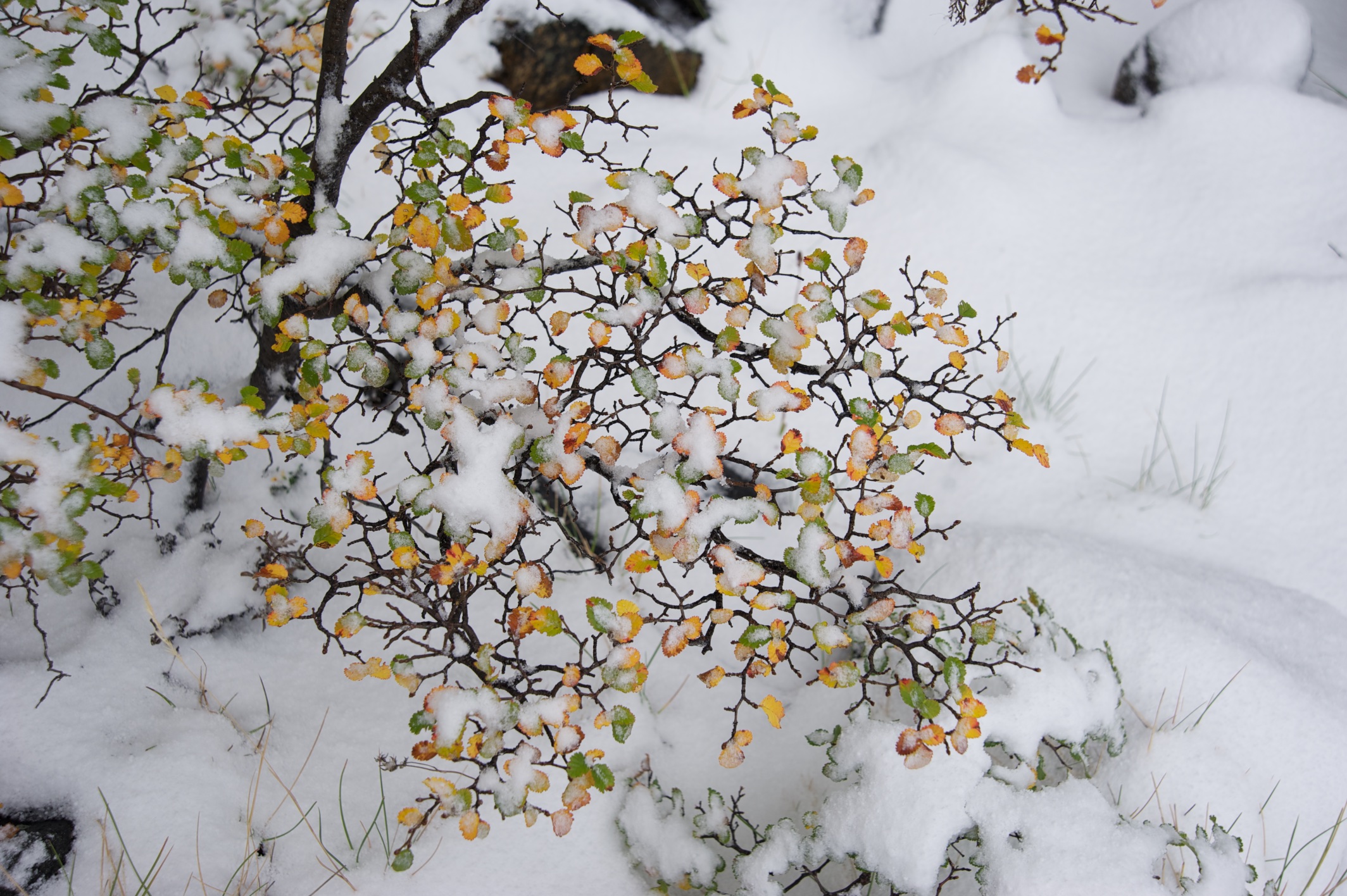  Yellow Nothafagus leaves in snow, Torres del Paine, Patagonia, Chile 
