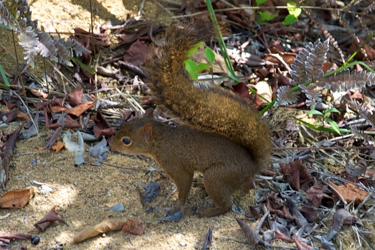  Squirrel, Ilha Grande, Brazil 