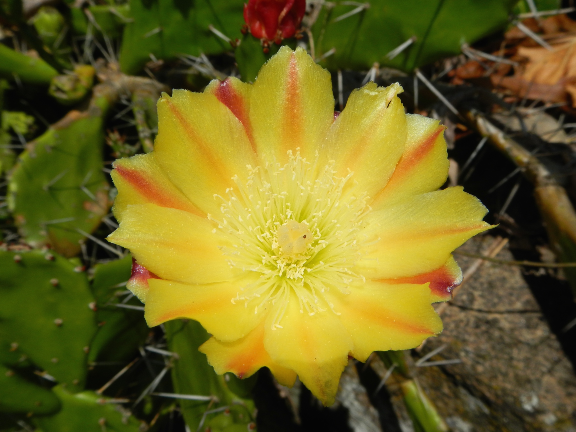  Cactus flower, Lopes Mendes, Ilha Grande, Brazil 