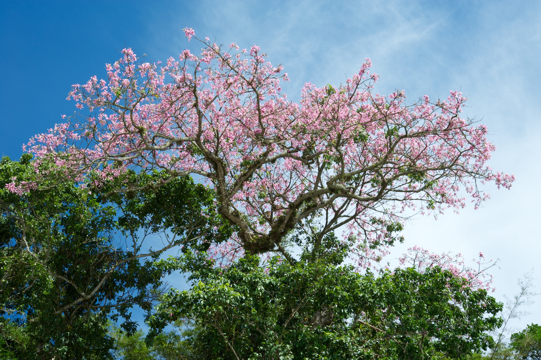  Pink flowering tree, Lopes Mendes, Ilha Grande, Brazil 
