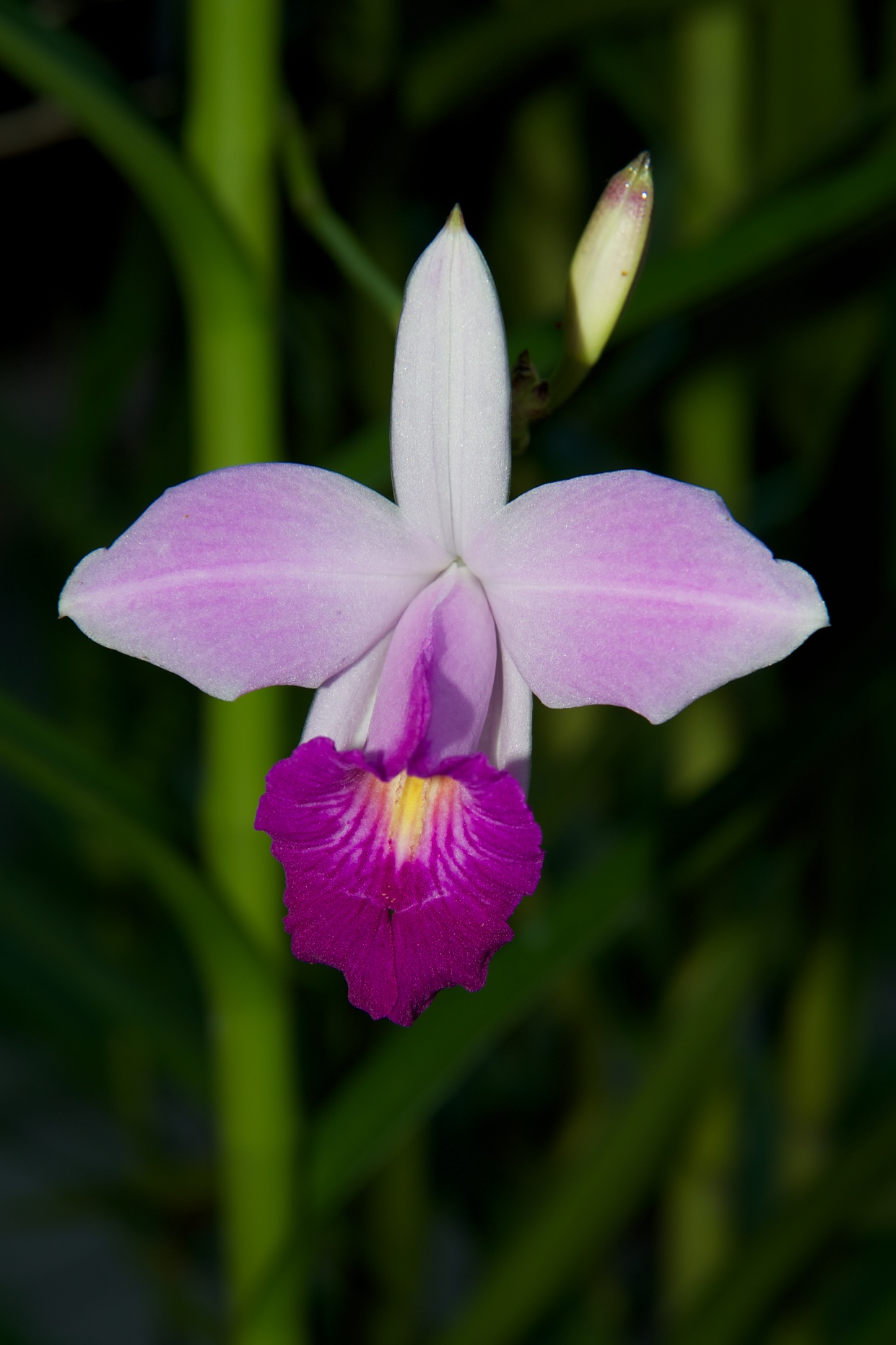  Sophronitis orchid in gardens, Ilha Grande, Costa Verde, Brazil 