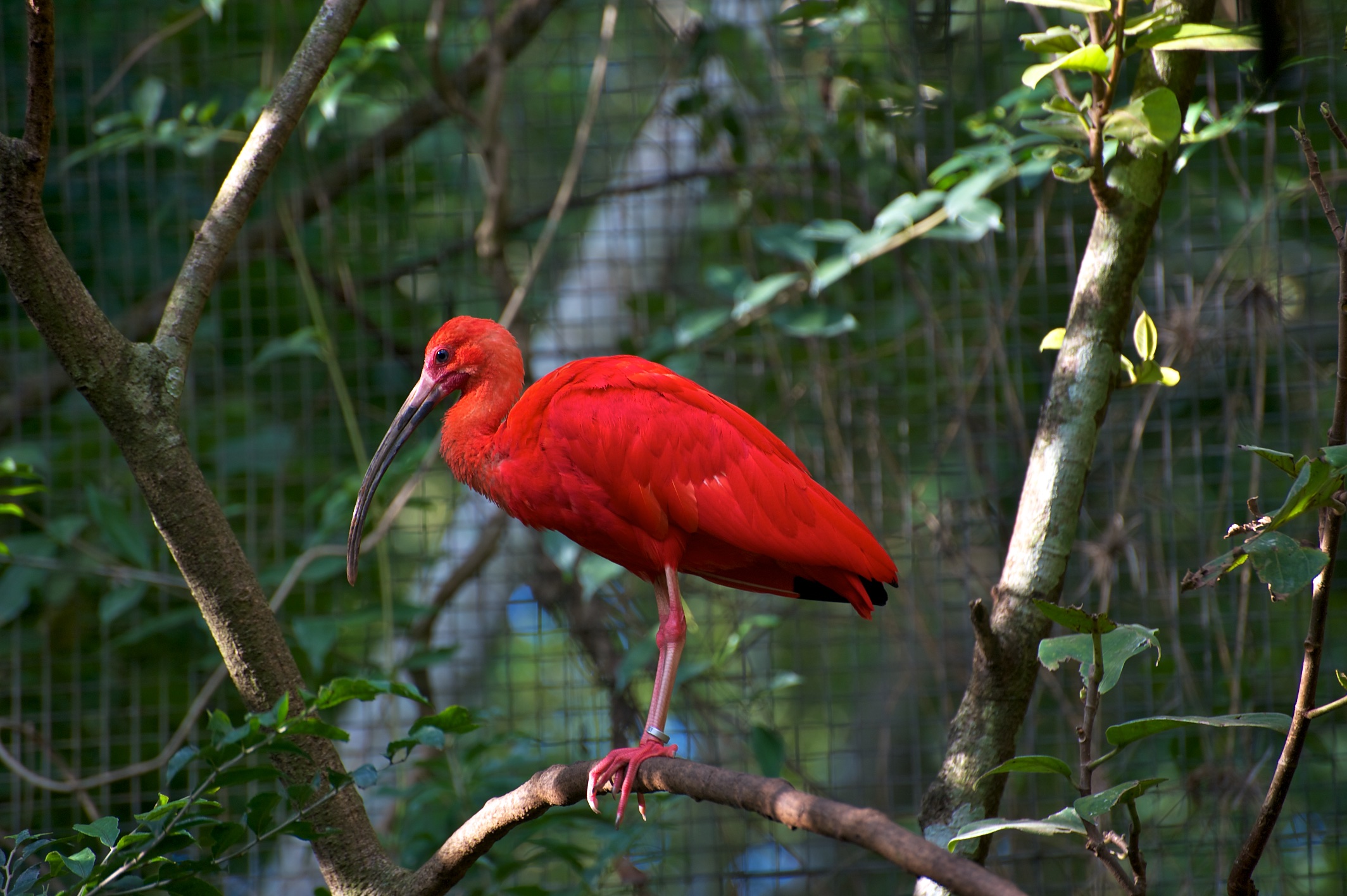  Scarlet ibis, Bird sanctuary, Iguazu National Park, Brazil 