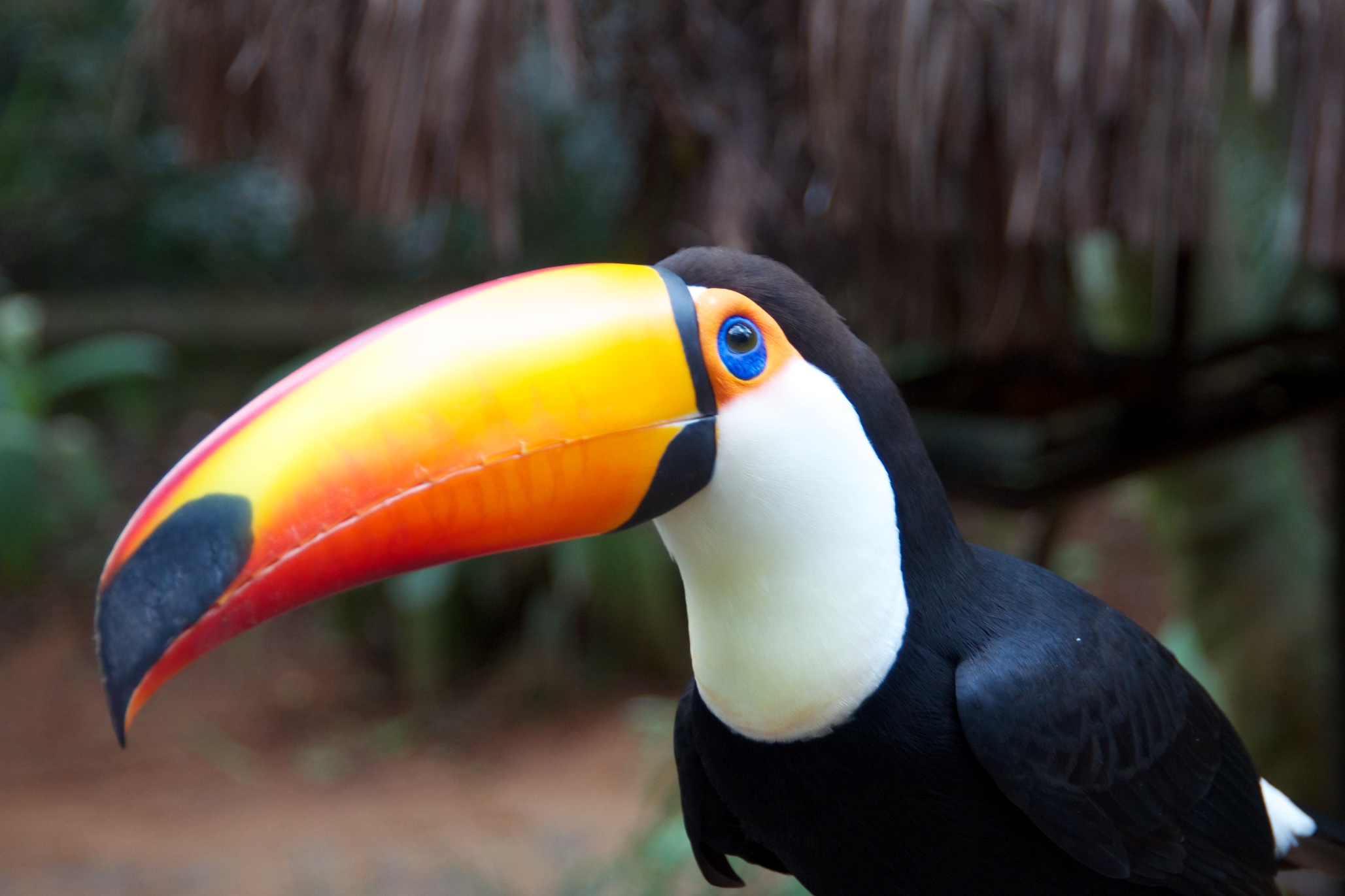  Adult toucan, Bird sanctuary, Iguazu National Park, Brazil 