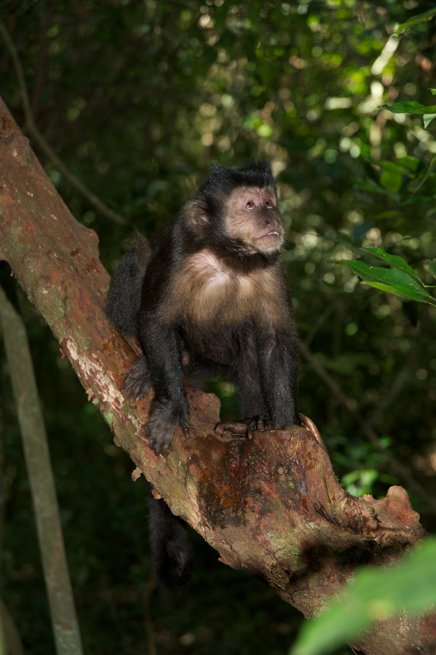  Monkey at Iguazu Falls, Argentina 