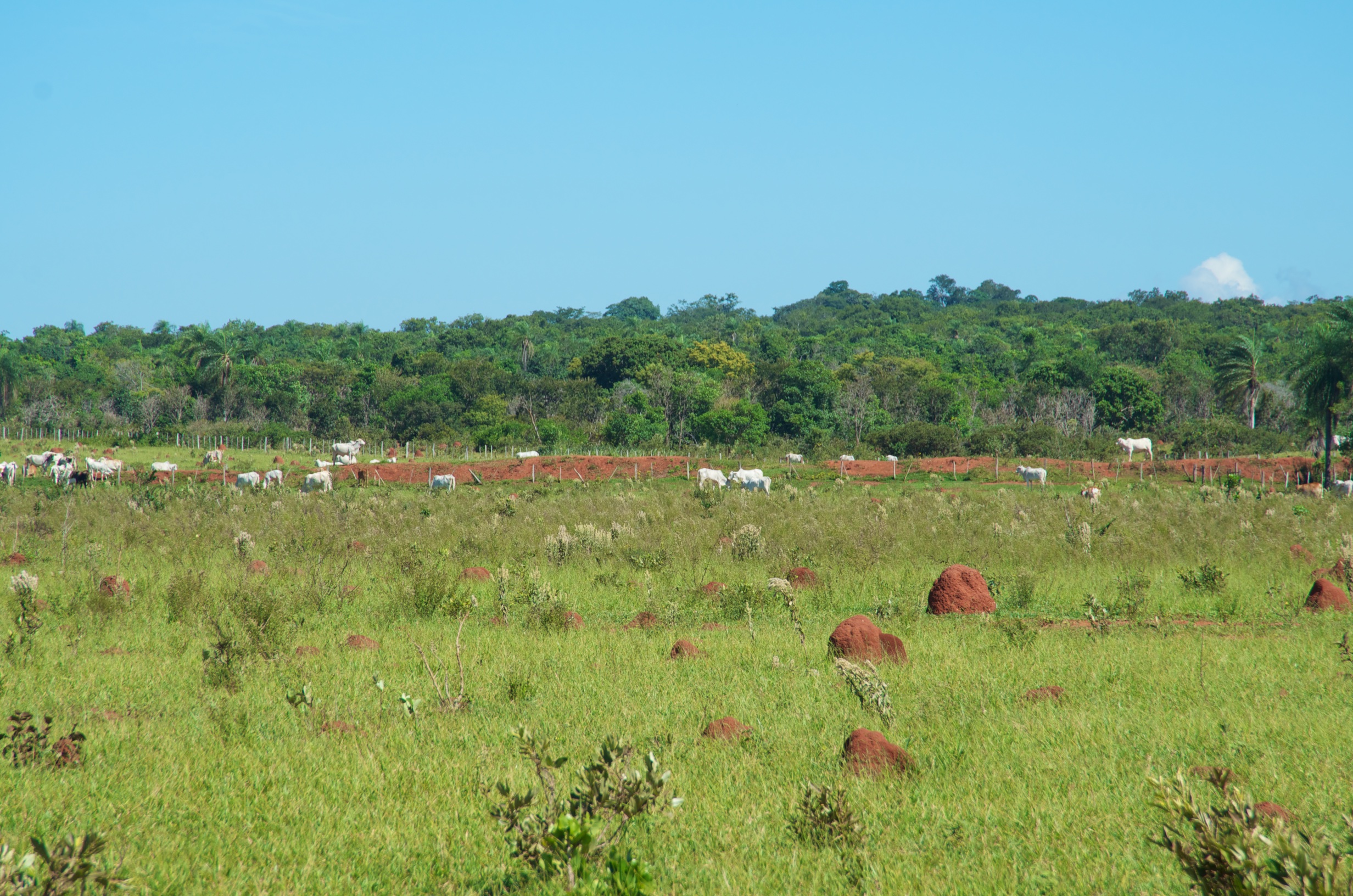  Farmland with termite mounds at Prata, near Bonito, Brazil 