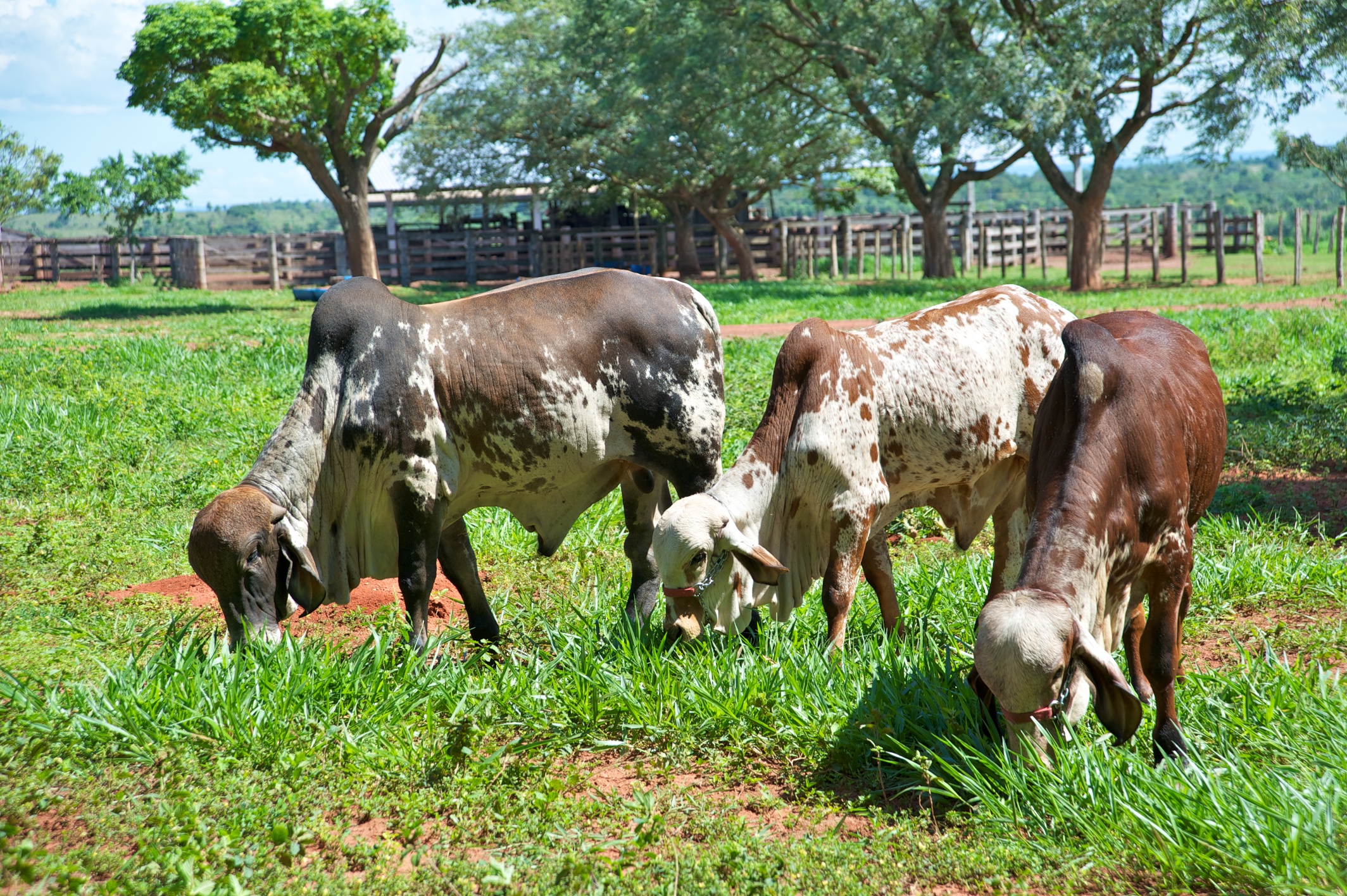 Santa Getrudis cattle, Prata, near Bonito, Brazil 