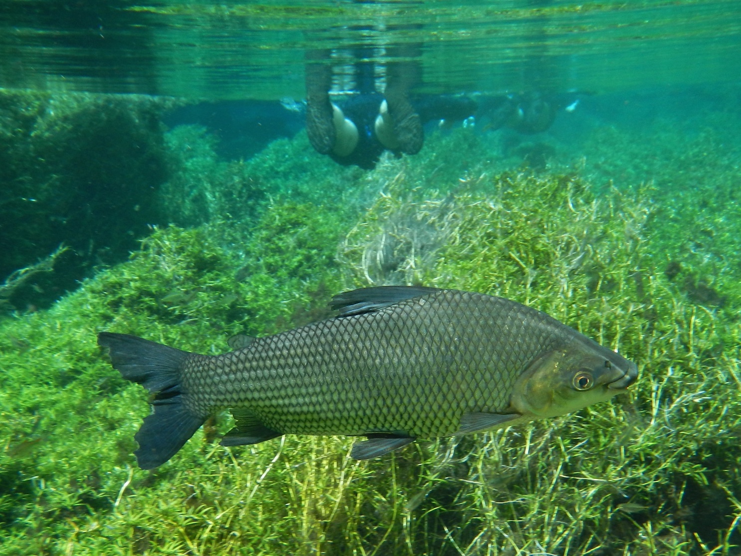 Fish, Prata, near Bonito, Brazil 