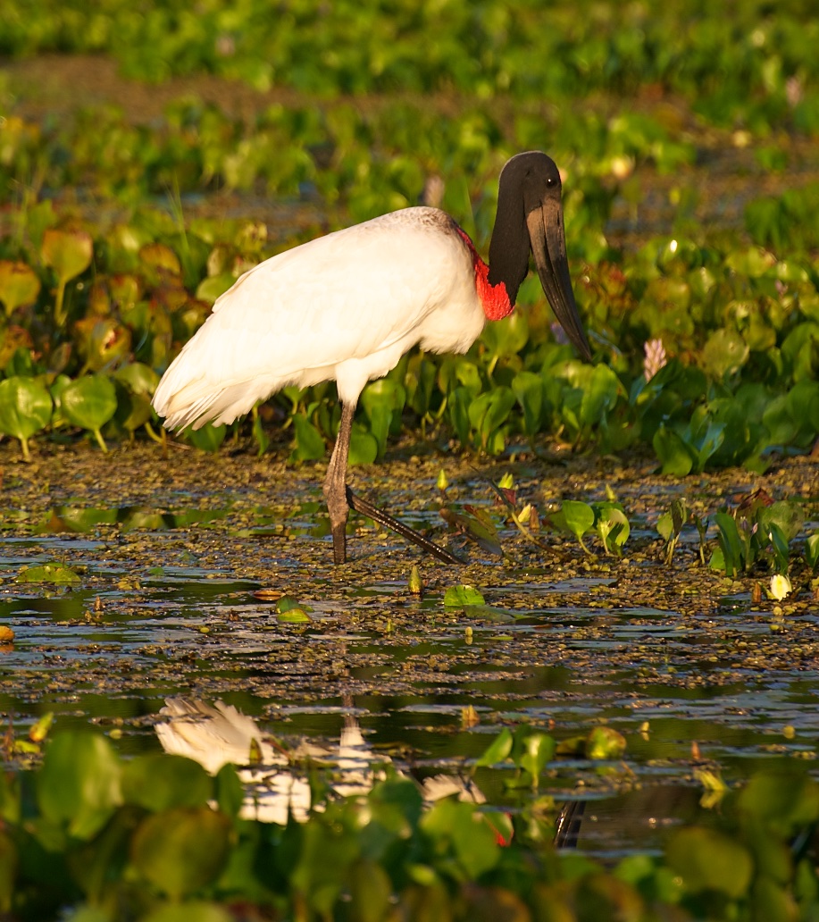  Jabiru stork, Pantanal, Brazil 