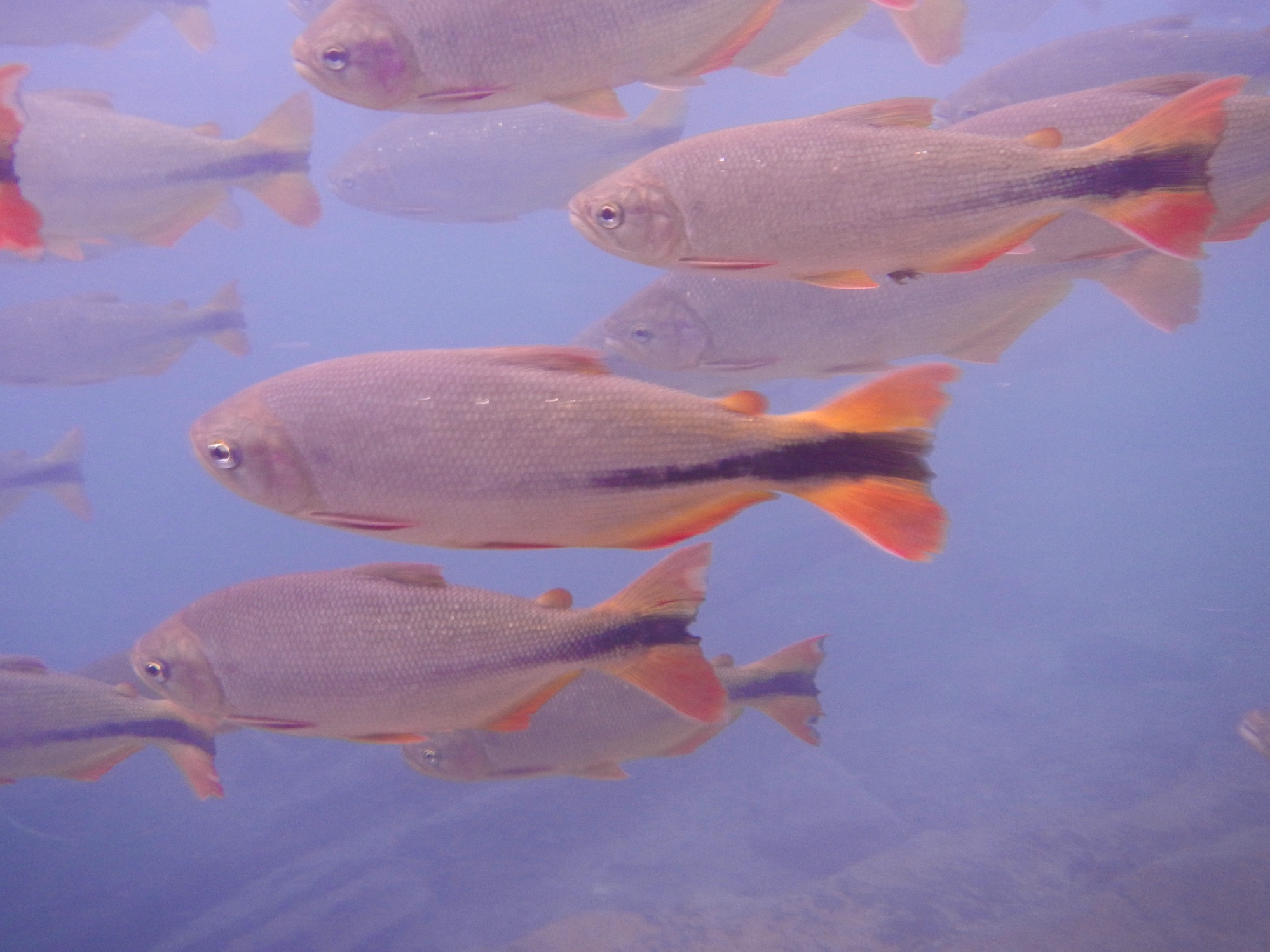  Fish at Prata, near Bonito, Brazil 