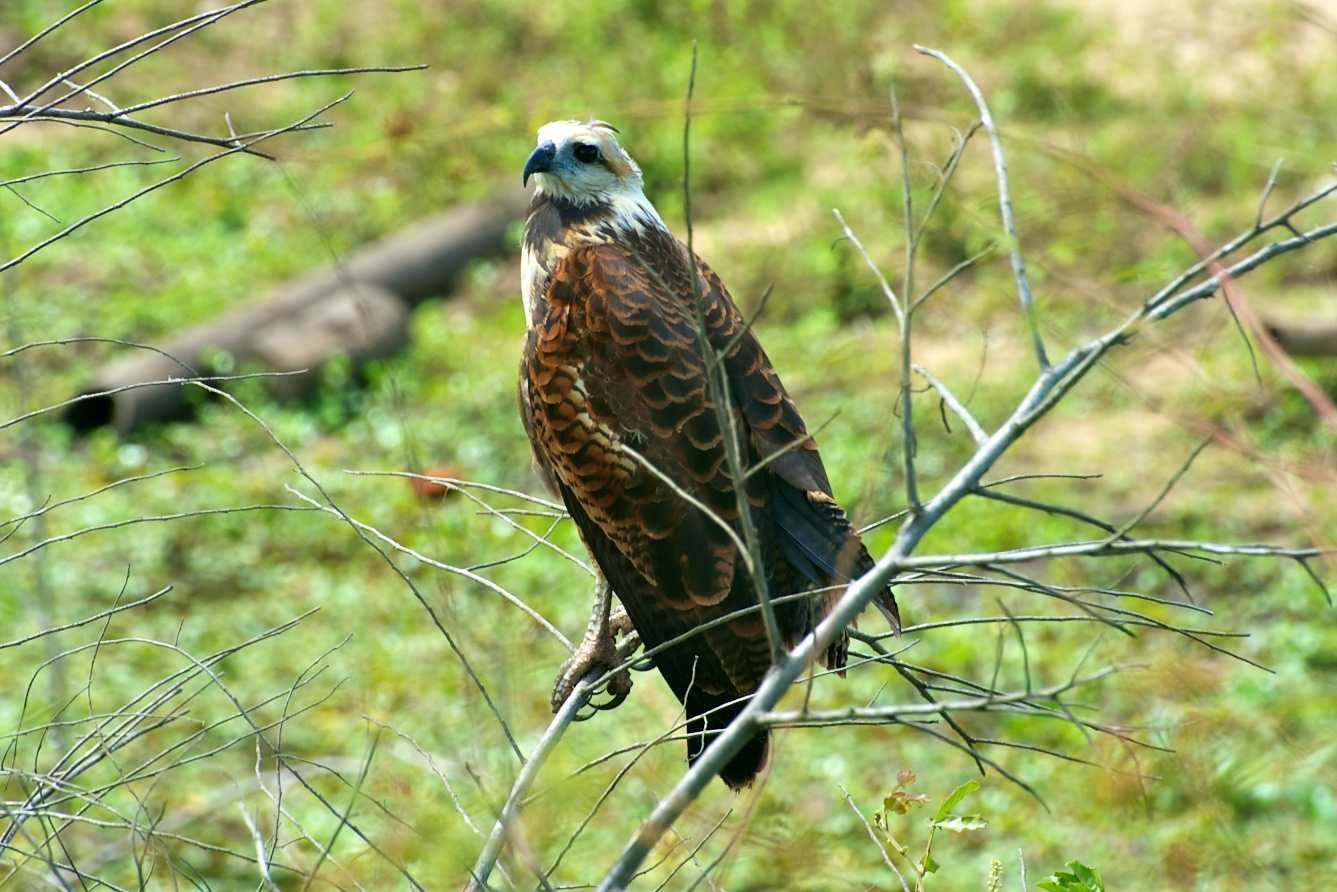  Hawk, Pantanal, Brazil 