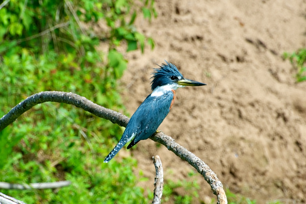  Kingfisher, Pantanal, Brazil, 