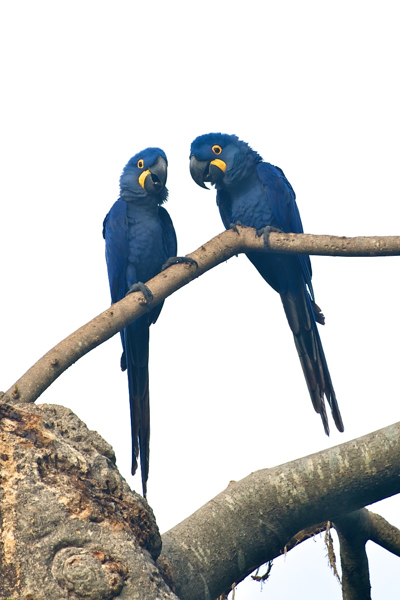  Blue macaws, Pantanal, Brazil 