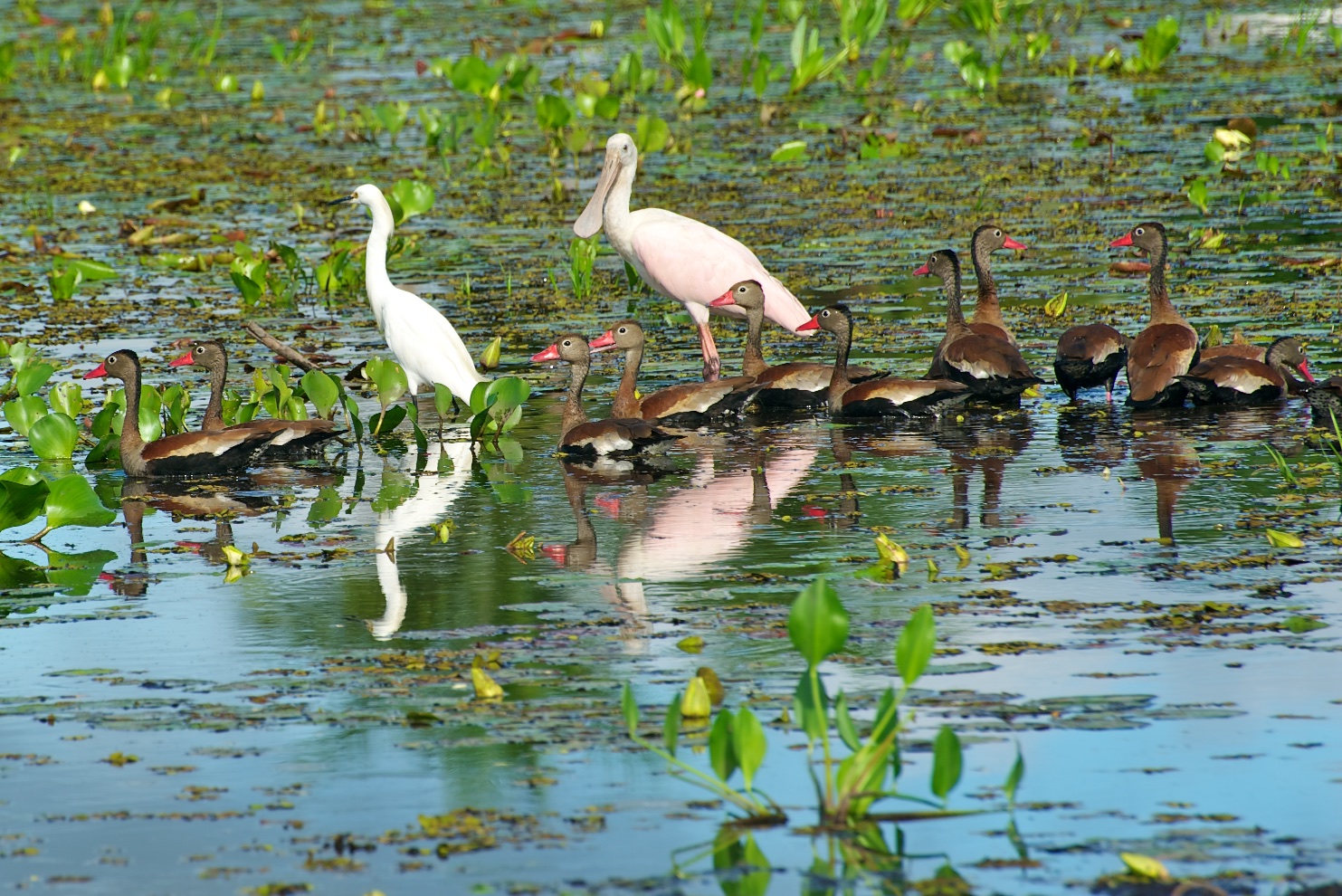  Spoonbill, egret &amp; ducks, Pantanal, Brazil 