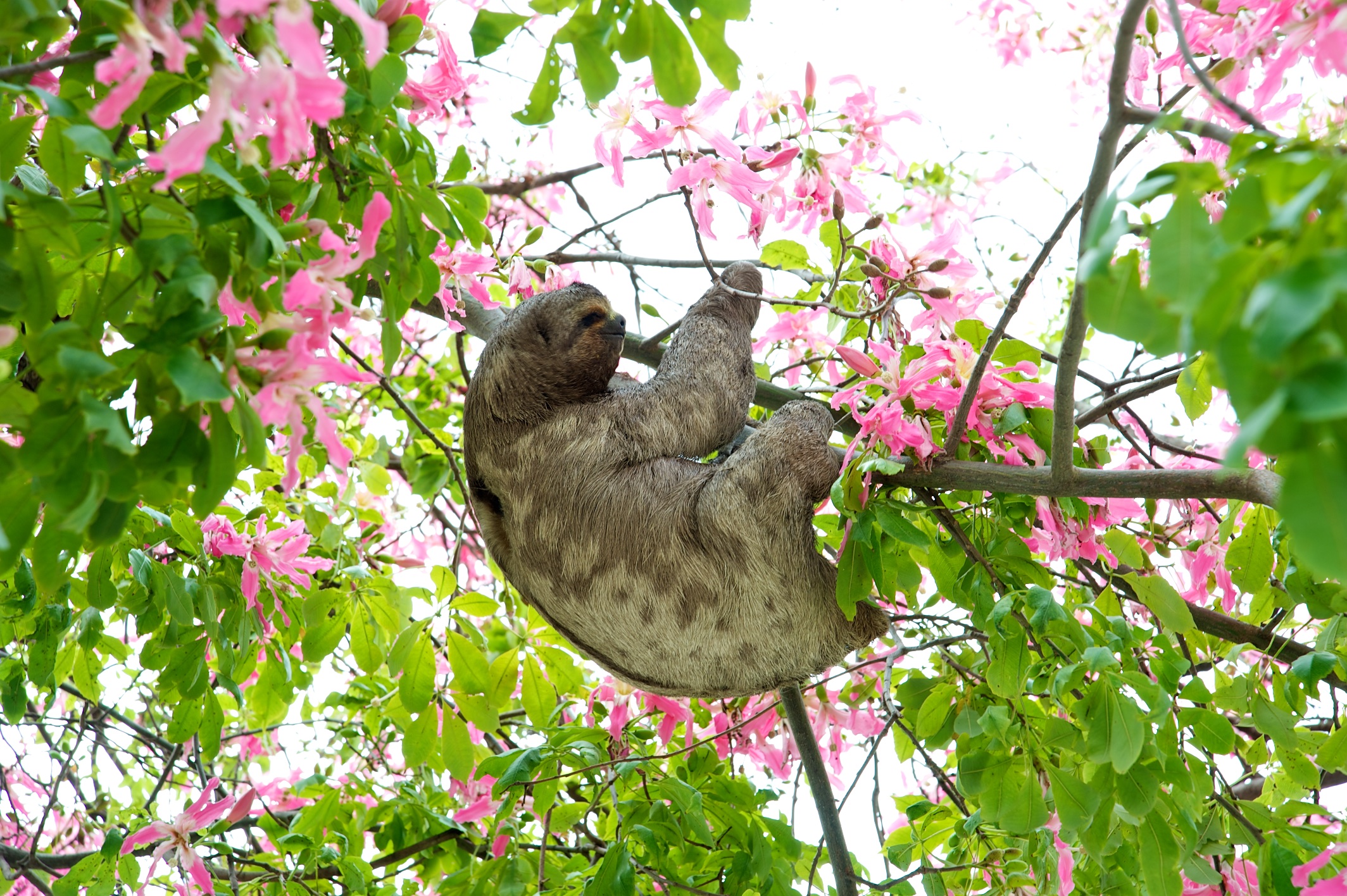  Sloth in city square, Santa Cruz, Bolivia 