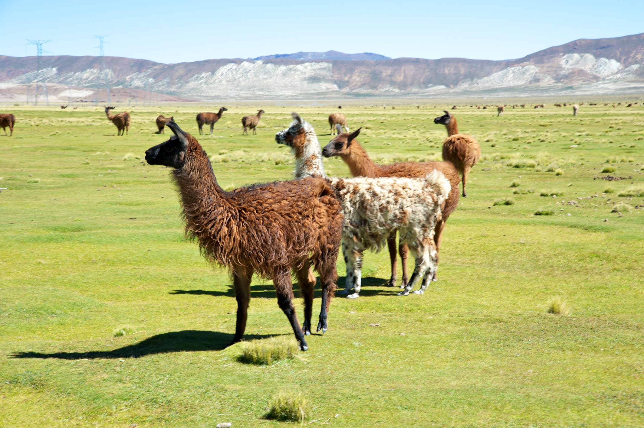  Llamas on plains between Potosi and Uyuni, Bolivia 