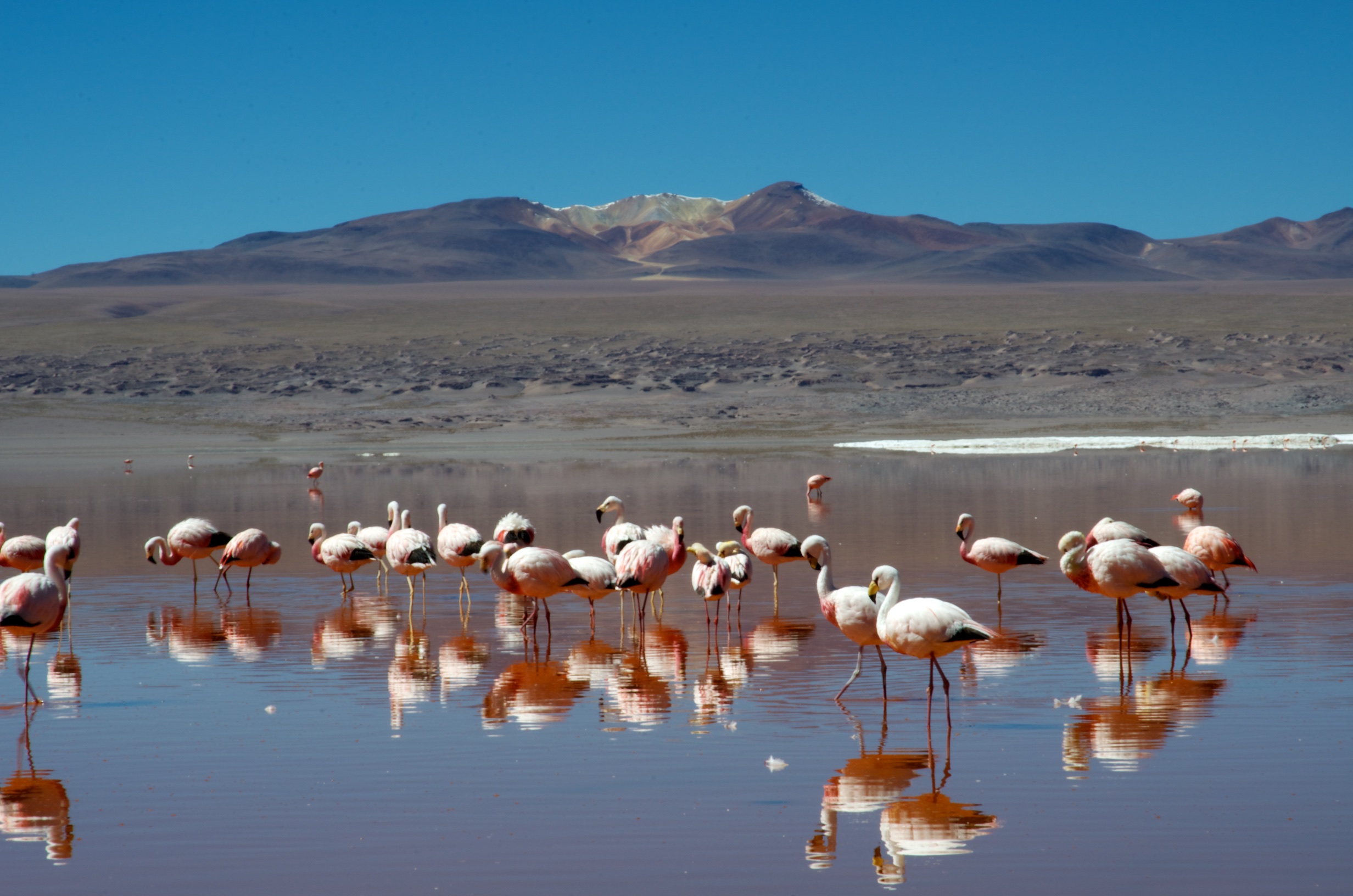  Flamingos at Laguna Colorado, Eduardo Avaroa National Park, Bolivia 