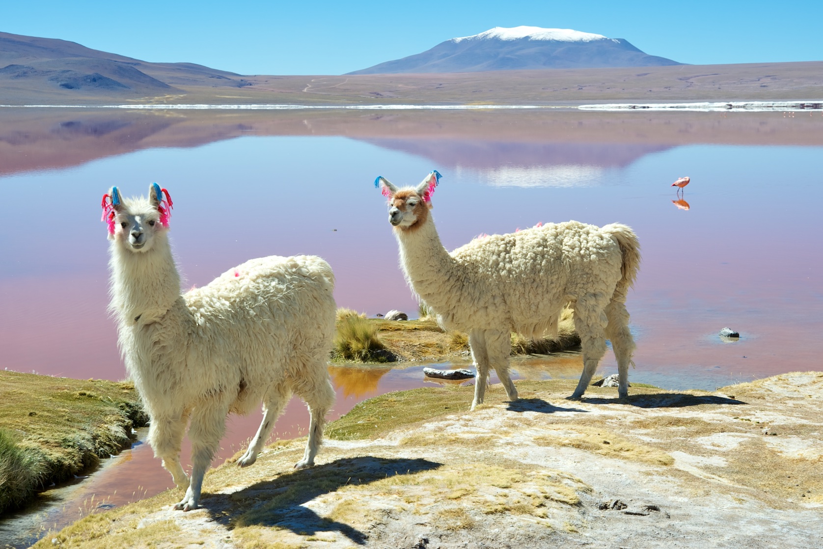  Llamas at Laguna Colorado, Eduardo Avaroa National Park, Bolivia 