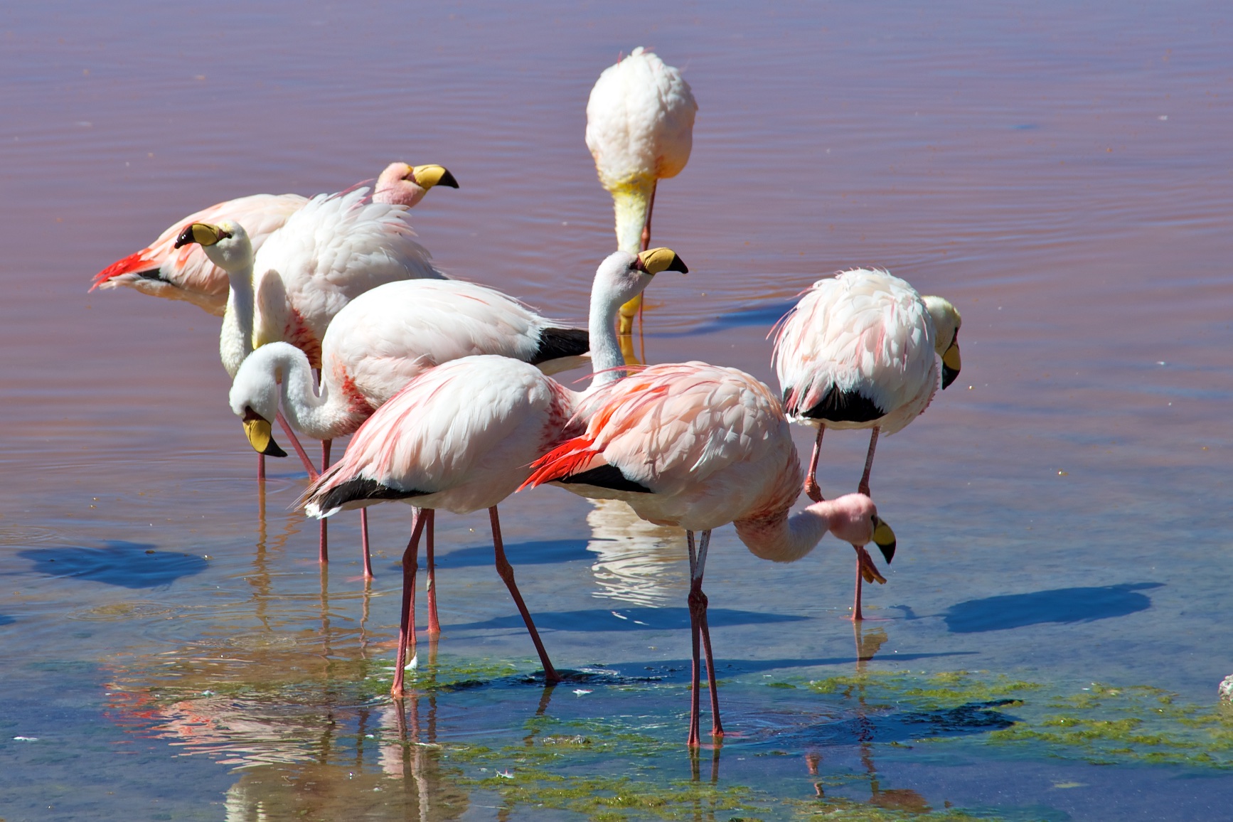  Flamingos at Laguna Colorado, Eduardo Avaroa National Park, Bolivia 