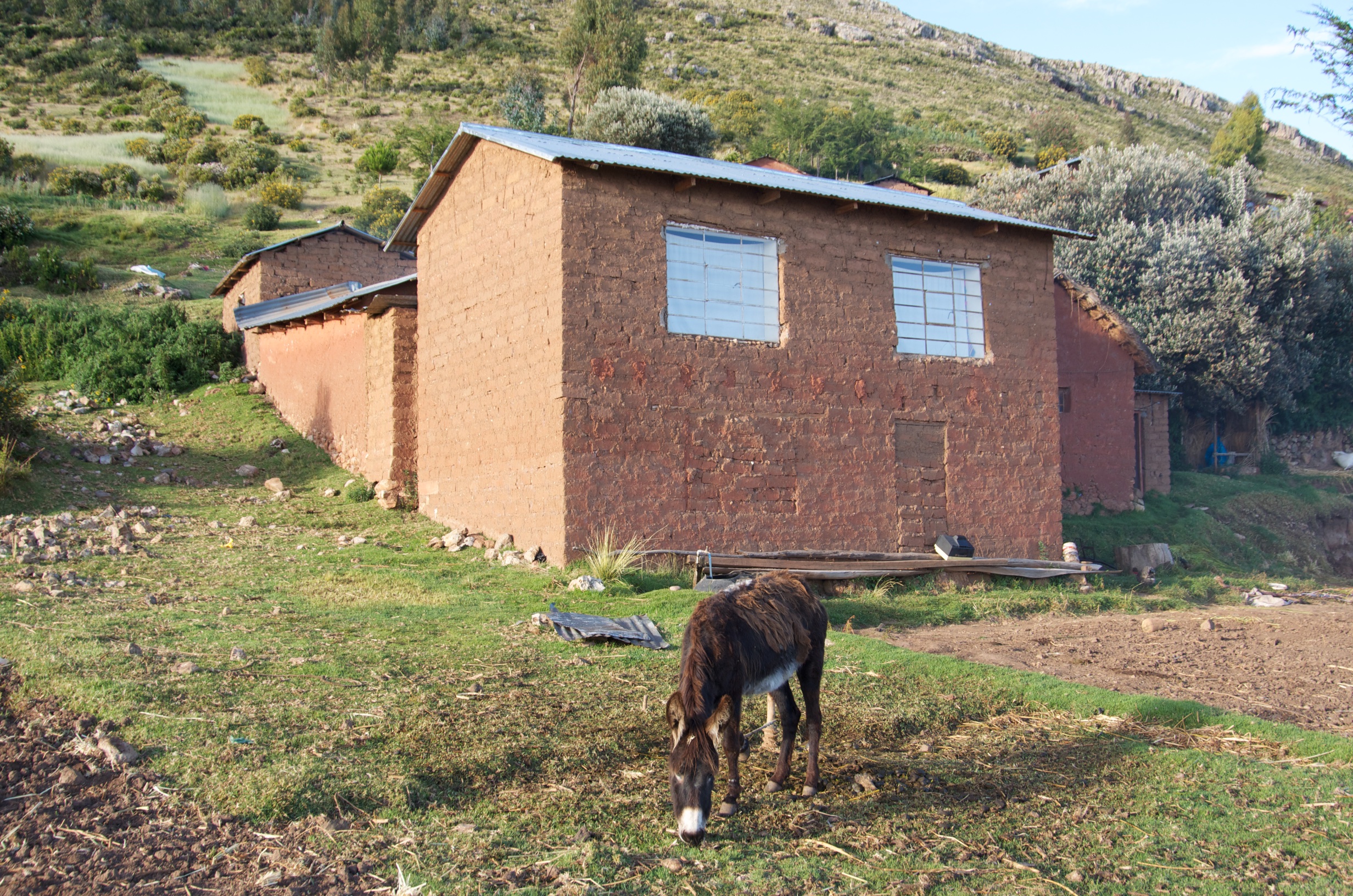  Burro, the donkey at homestay, Luquina Village, Lake Titicaca, Peru 