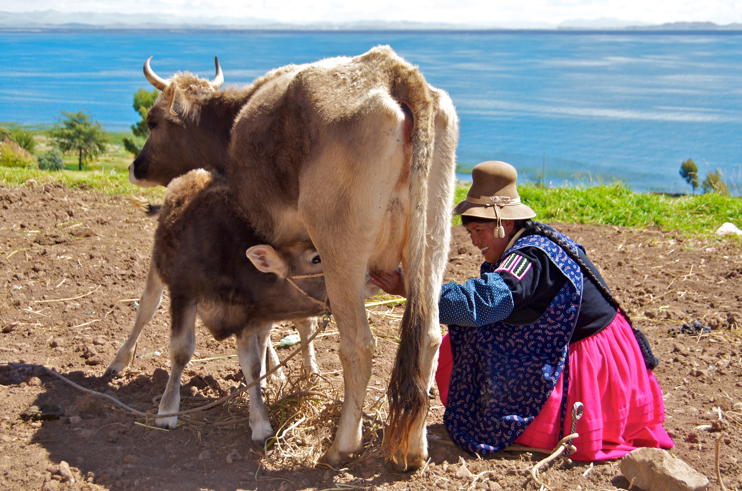  Mama Aurora milking cow, Luquina Village, Lake Titicaca, Peru 