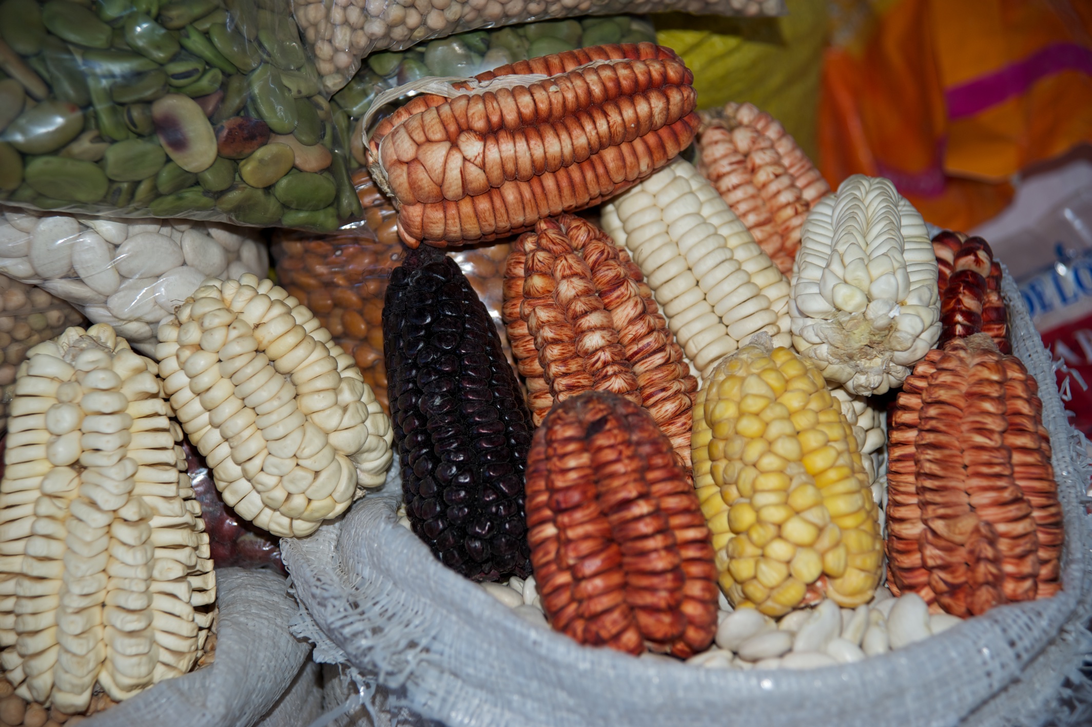  Coloured corn, Plaza San Francisco market, Cusco, Peru 