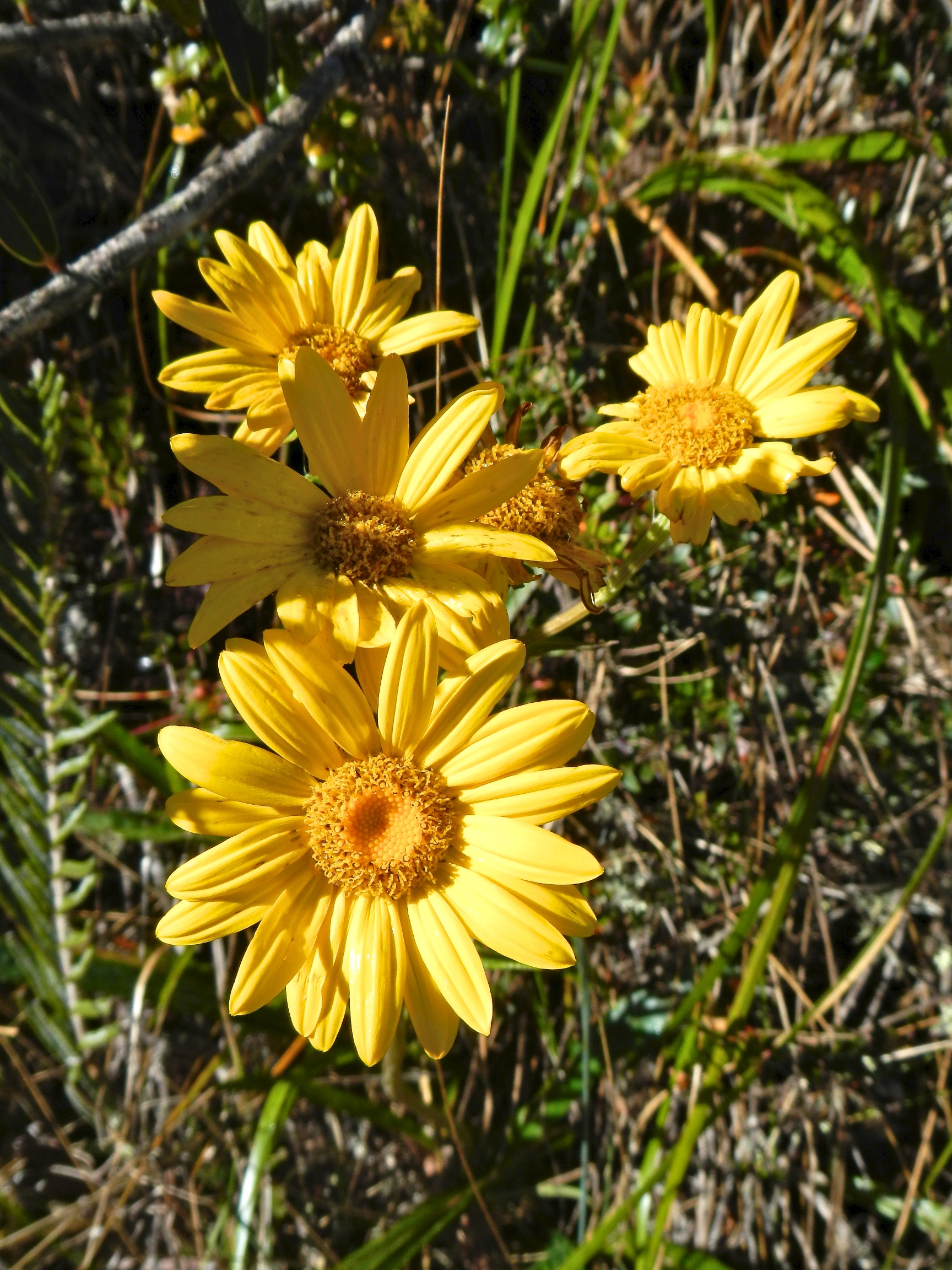  Daisies on Inca Trail, Peru 