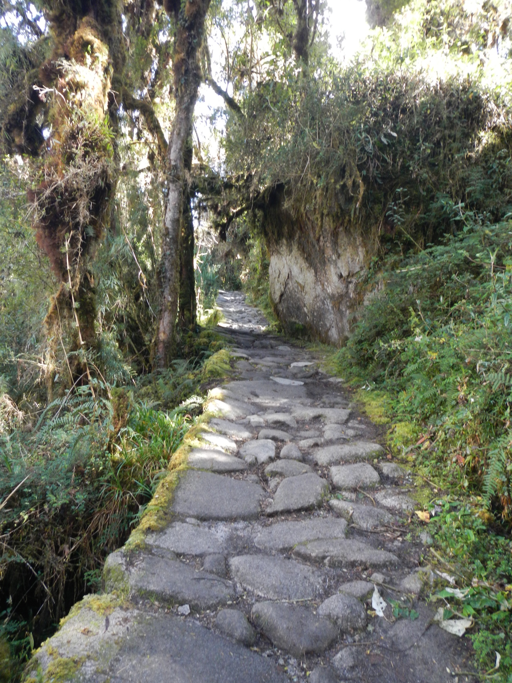  Jungle leading to Phuyupatamarka Pass, Inca Trail, Peru 