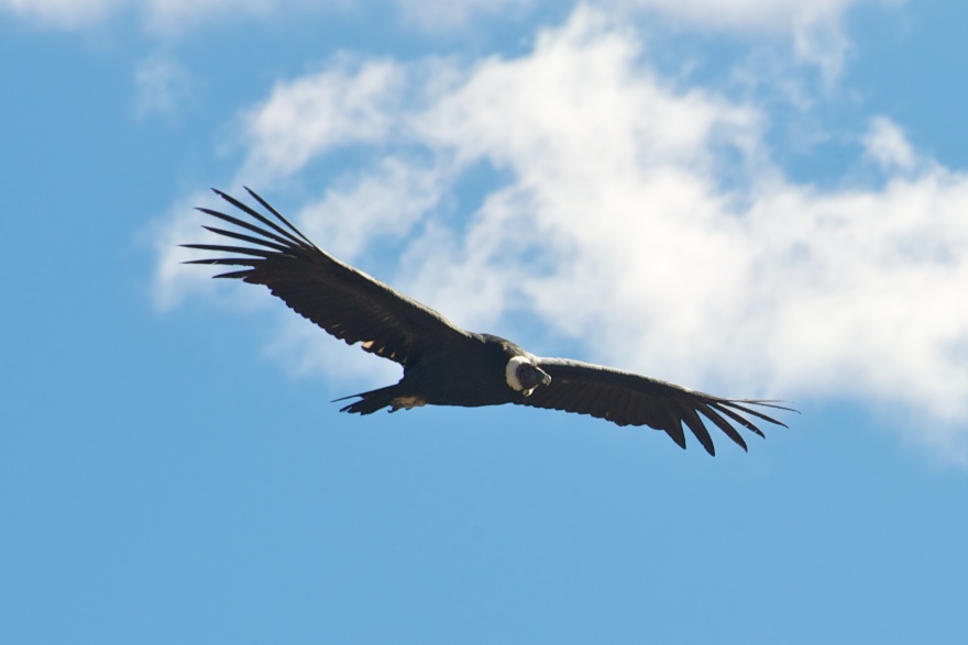  Condor at Colca Canyon, Peru 