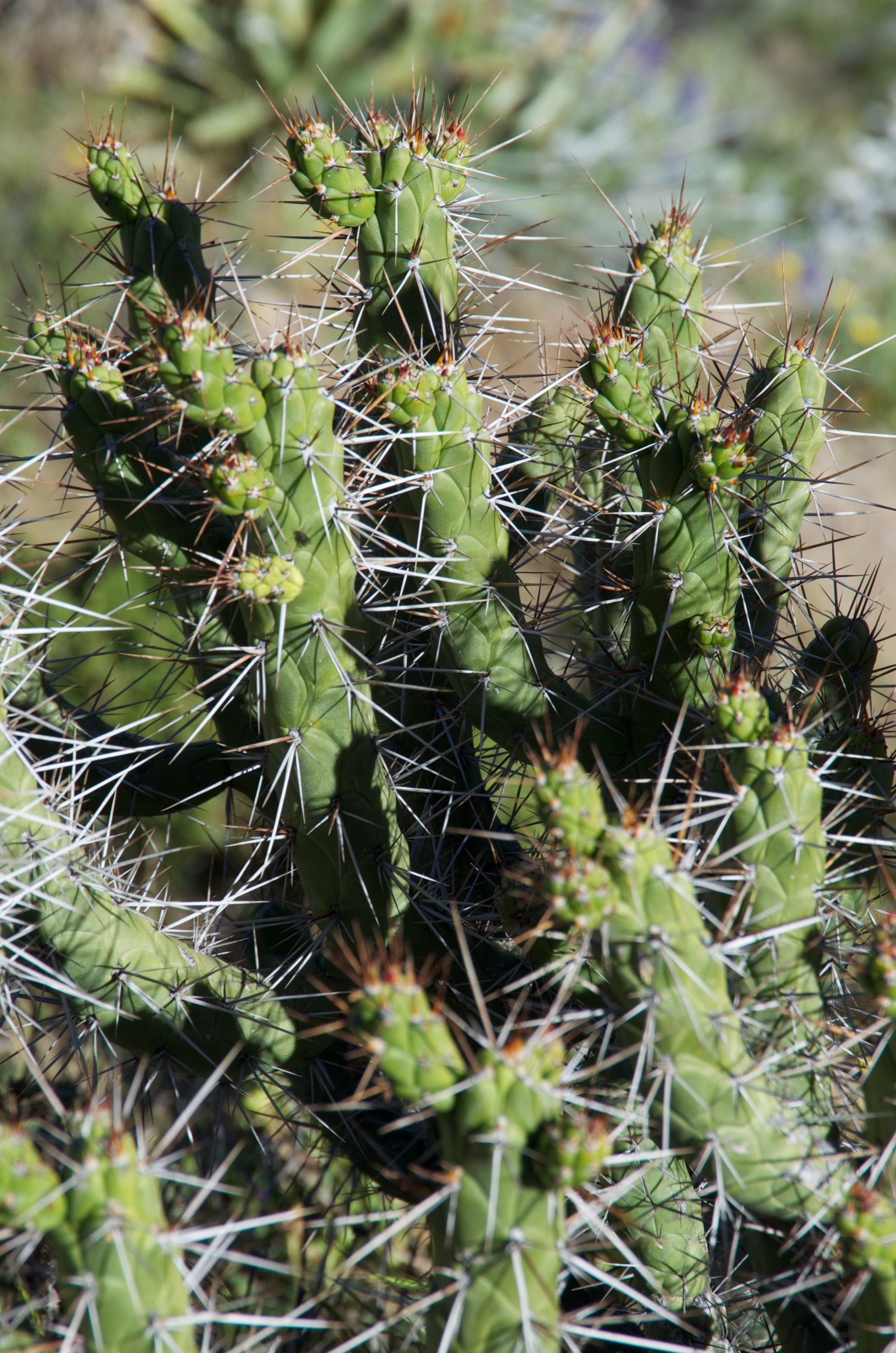  Cactus at Colca Canyon, Peru 