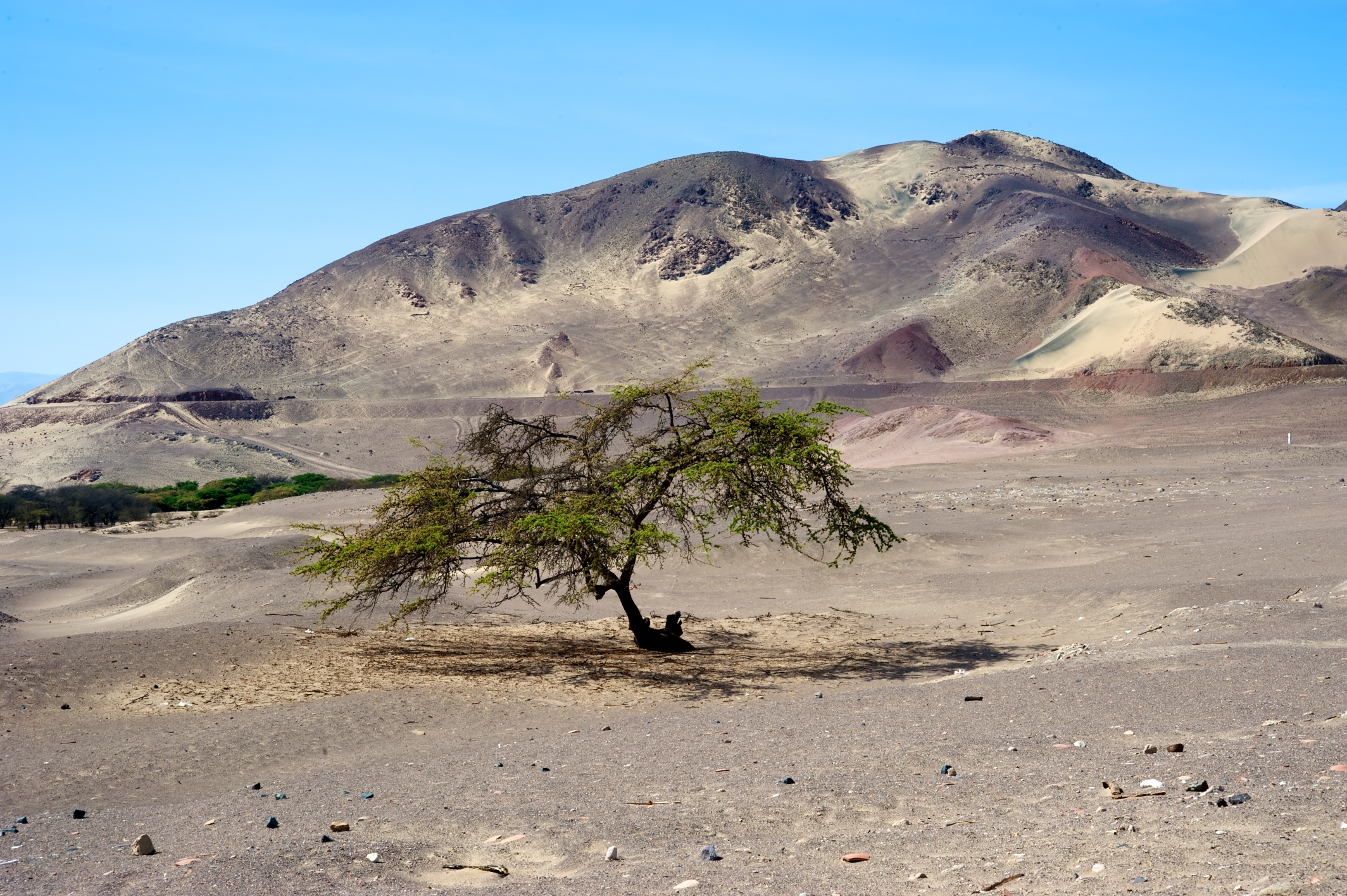  Tree in the desert, Cemetery, Nasca, Peru 