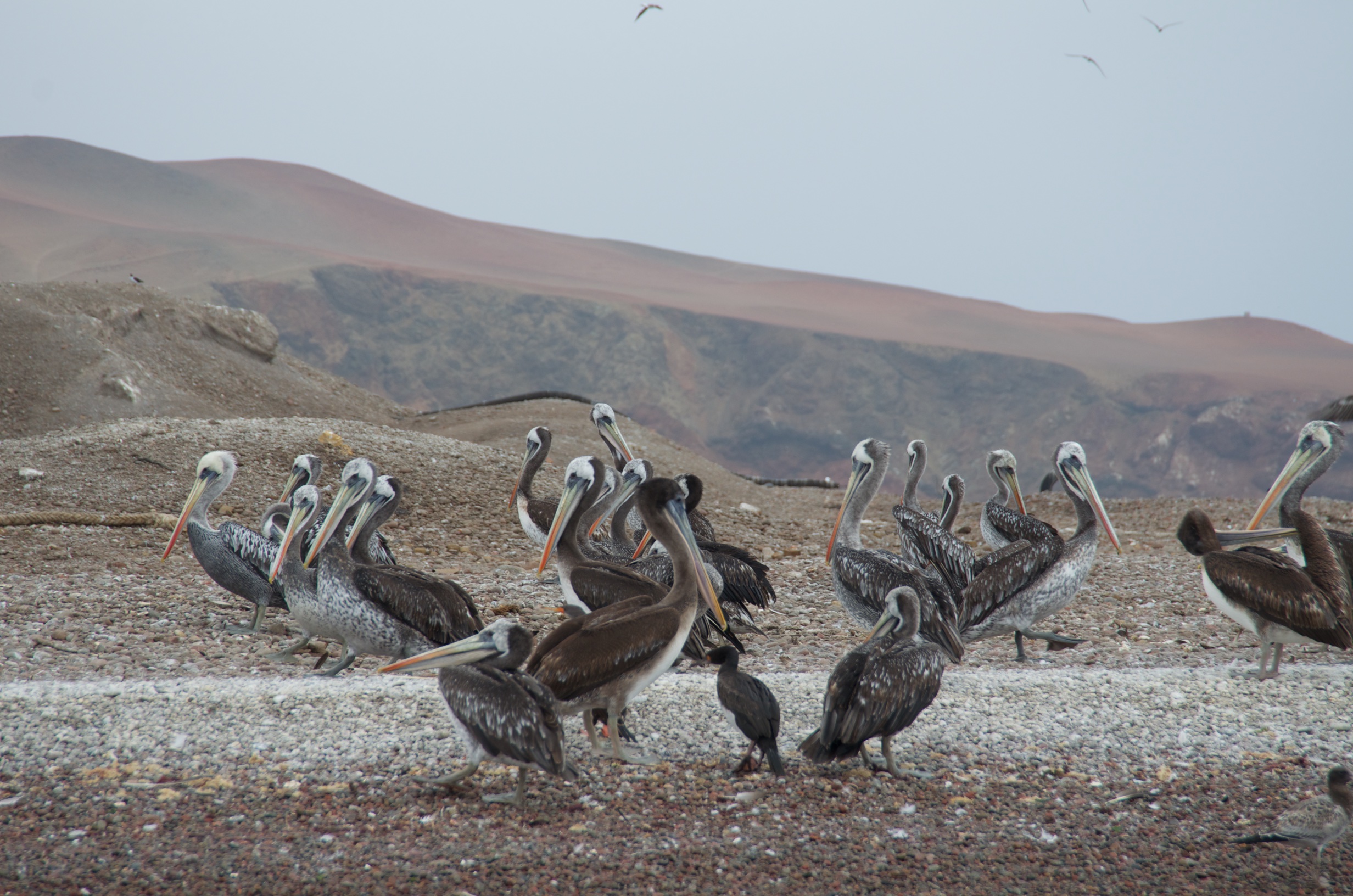  Pelicans, Ballestas Islands, Peru 
