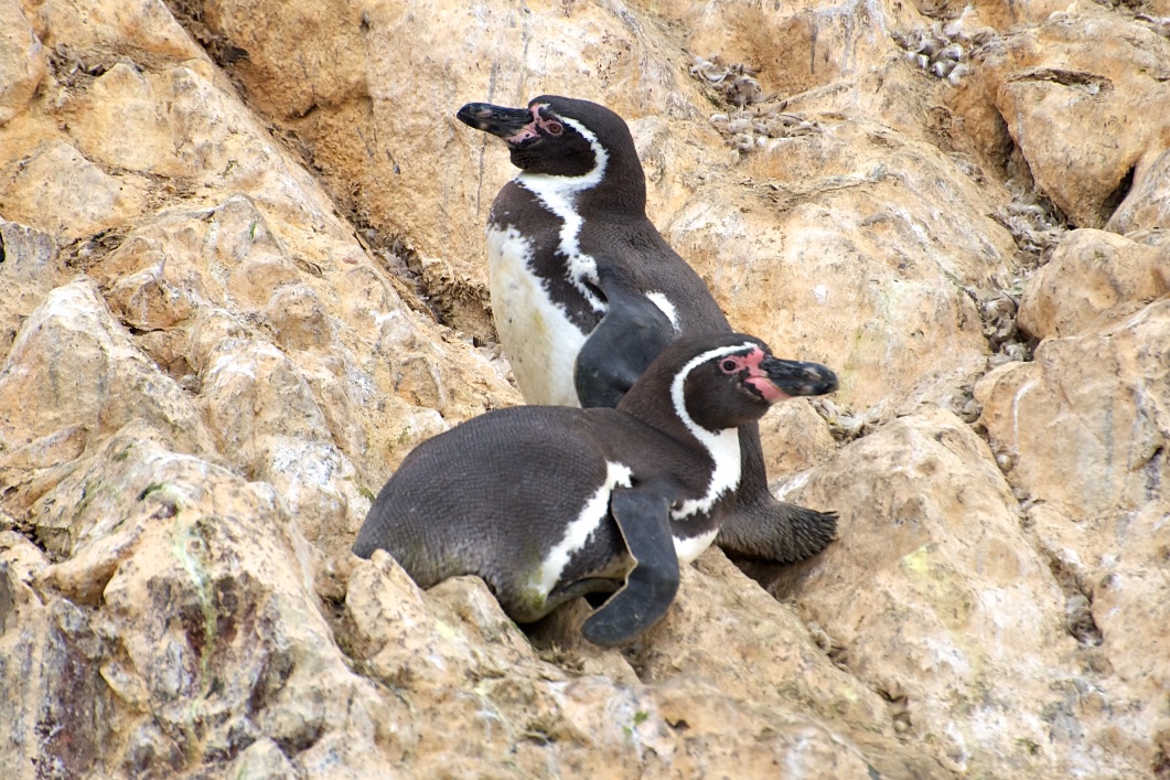  Pair of Humboldt penguins, Ballestas Islands, Peru 
