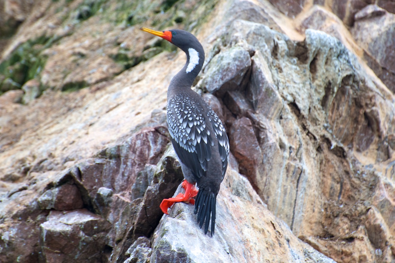  Red footed cormorant, Ballestas Islands, Peru 
