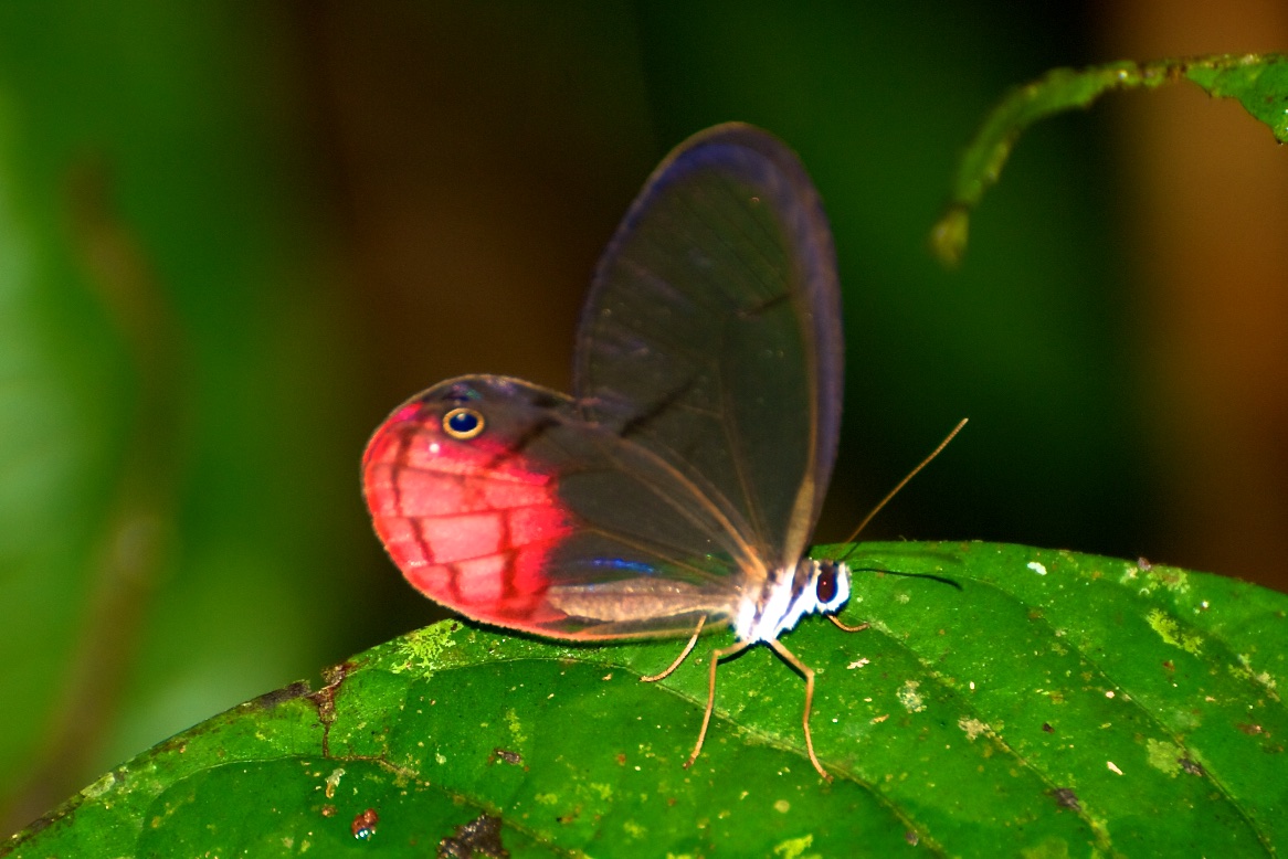 Blush butterfly, Refugio Amazonas, Peru 