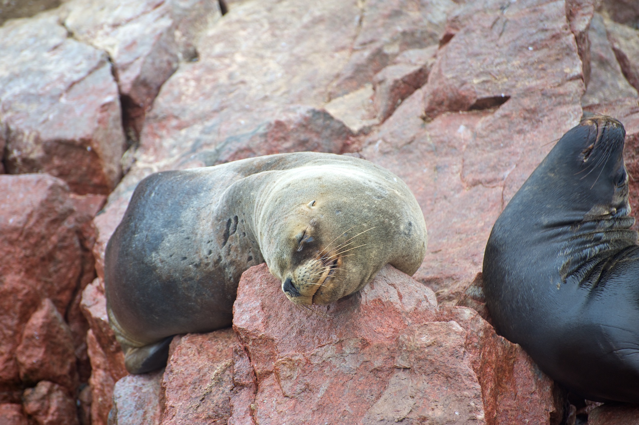  Sea lions, Ballestas Islands, Peru 