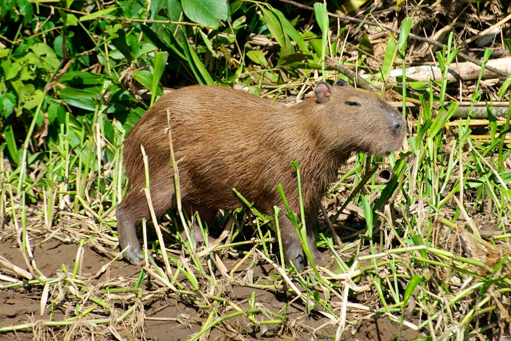  Capybara, Tambopata River, Peru 