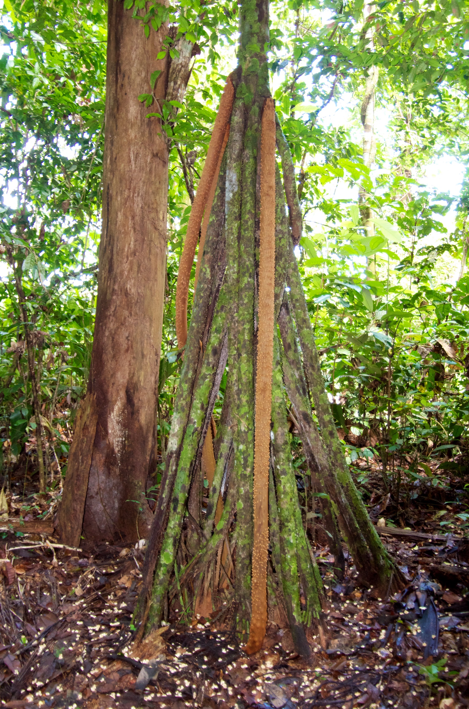  Walking tree, Refugio Amazonas, Peru 