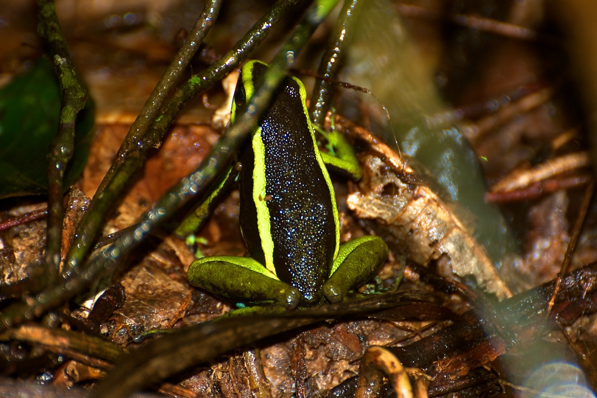  Poison dart frog, Tambopata Research Centre, Peru 