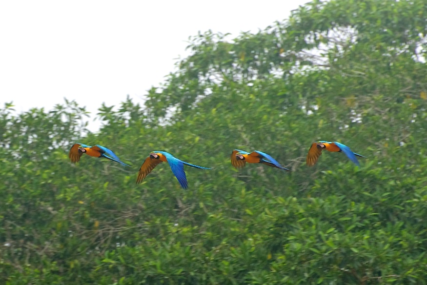  Macaw squadron, Tambopata Research Centre, Peru 