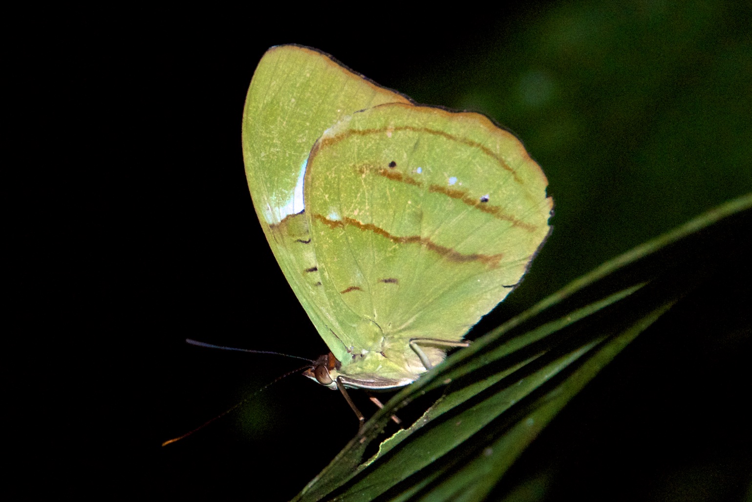  Butterfly, Tambopata Research Centre, Peru 