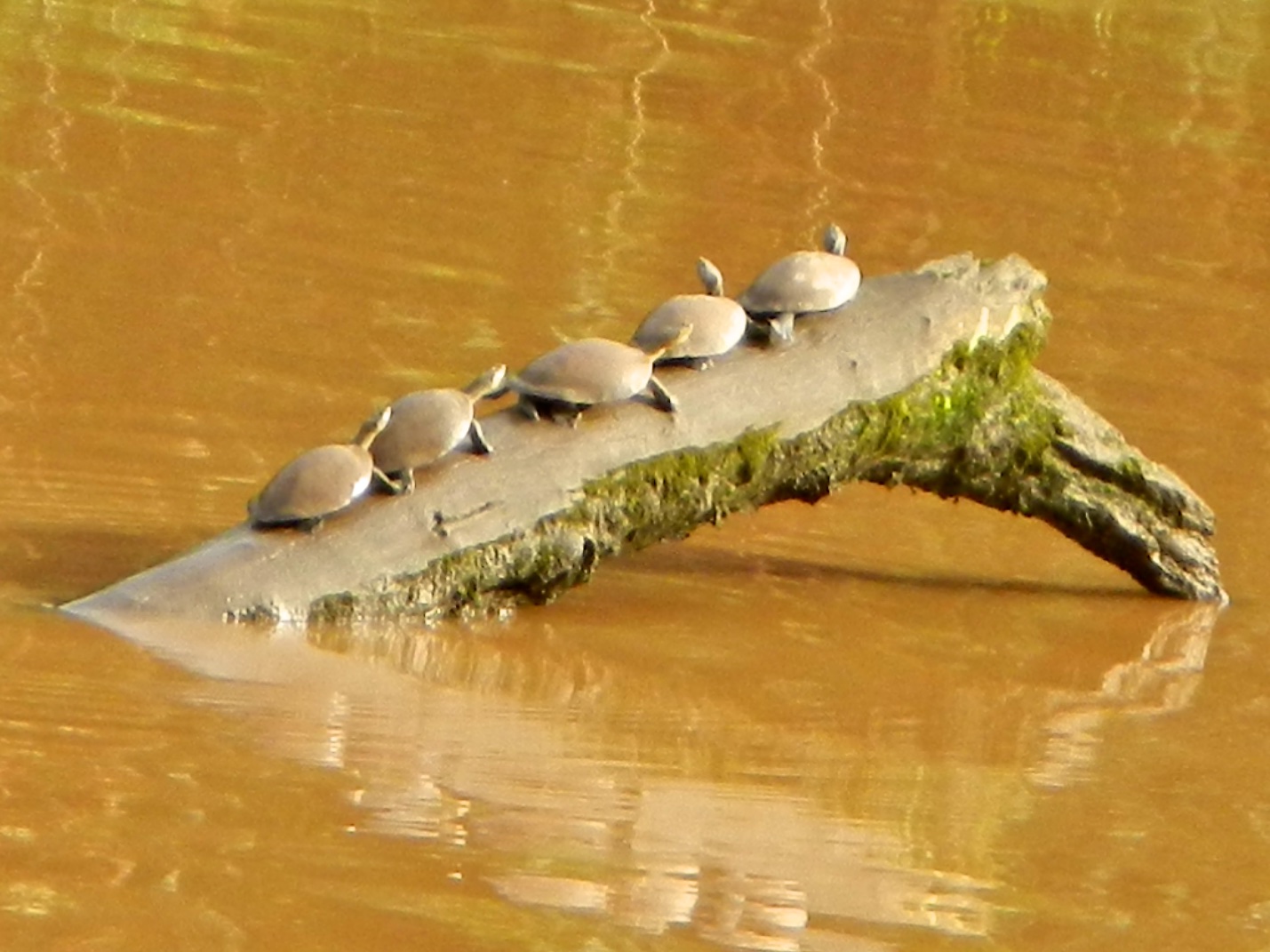  Turtles on log, Tambopata Research Centre, Peru 
