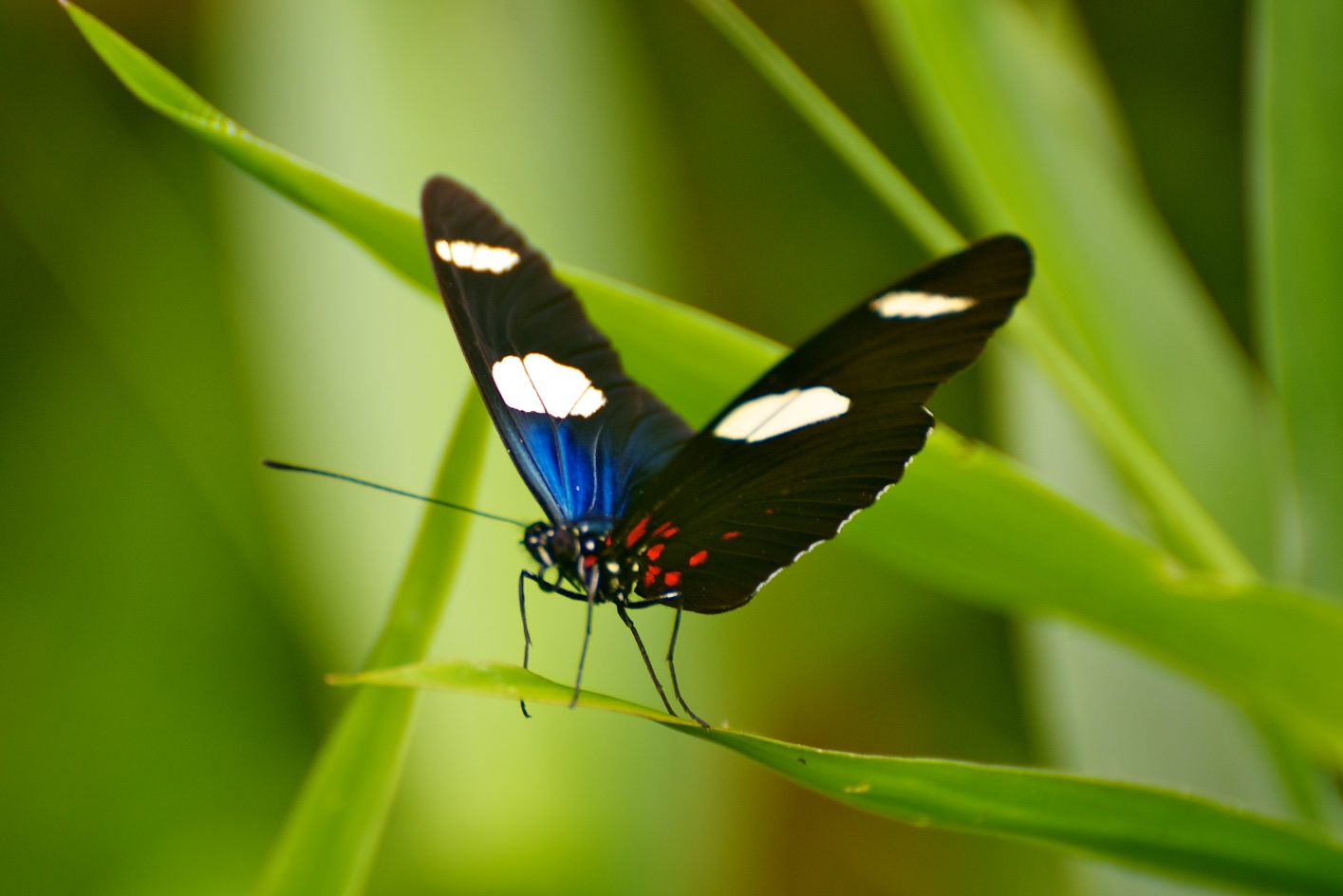  Butterfly, Tambopata Research Centre, Peru 