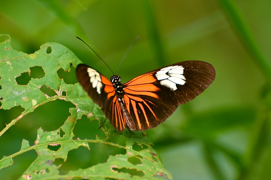  Butterfly, Tambopata Research Centre, Peru 
