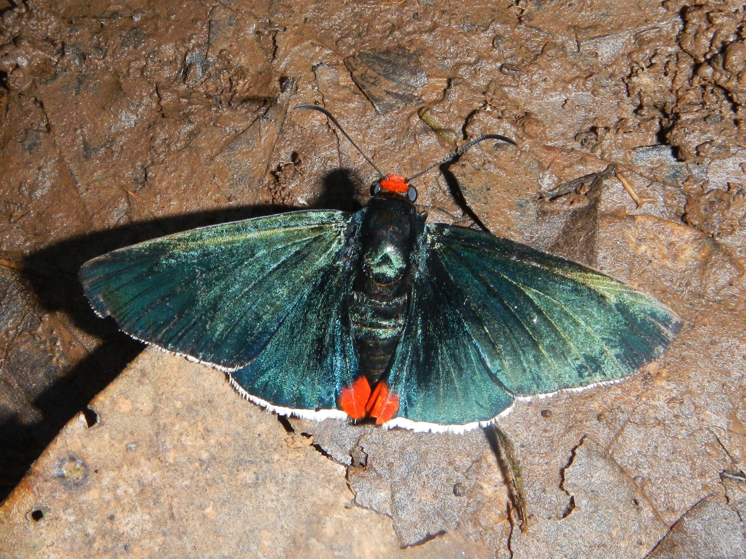 Red spotted moth, Tambopata Research Centre, Peru 