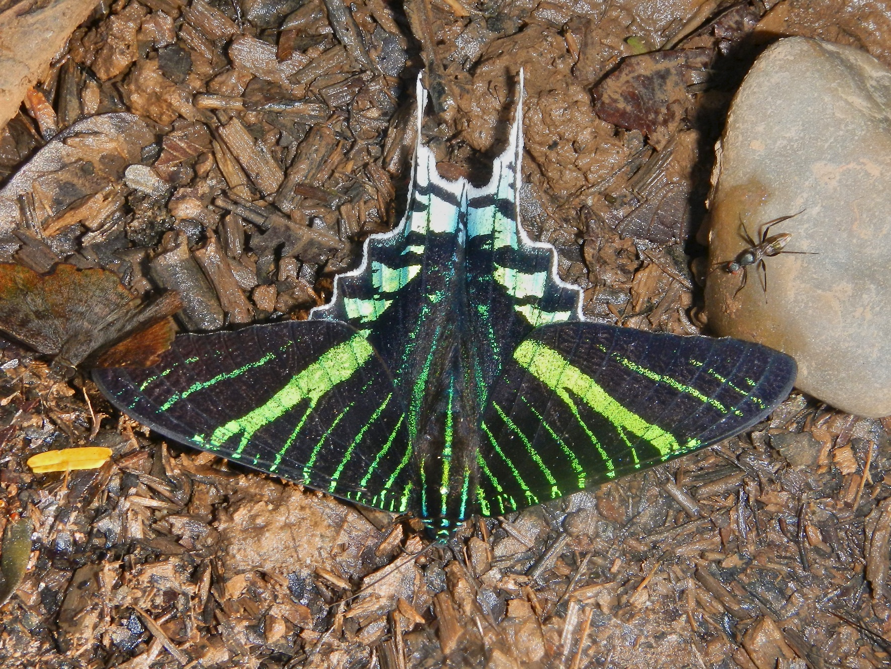  Green moth, Tambopata Research Centre, Peru 