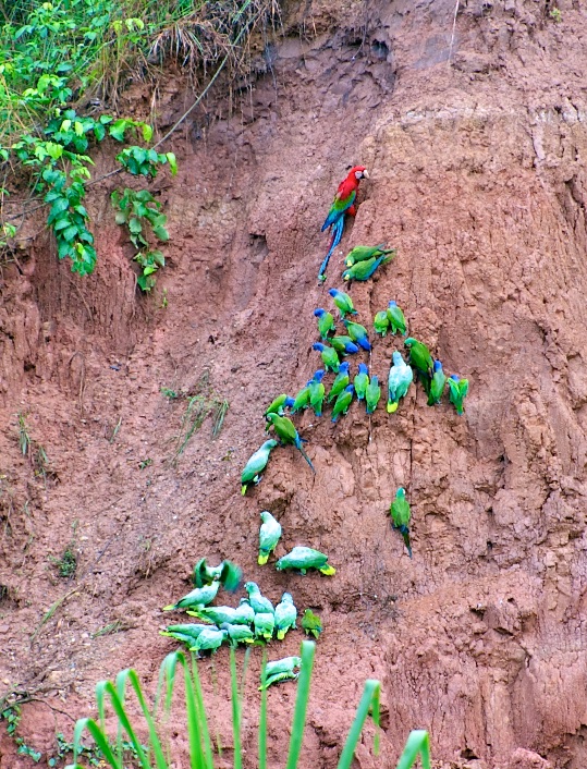 Red macaw &amp; parrots on clay lick (colpa), Tambopata Research Centre, Peru 