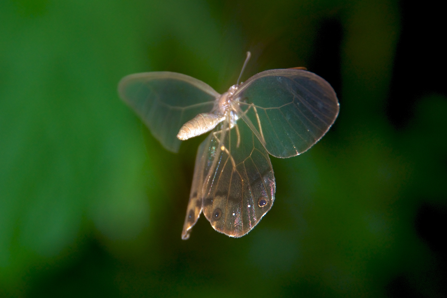  Transparent butterfly flying, Tambopata Research Centre, Peru 